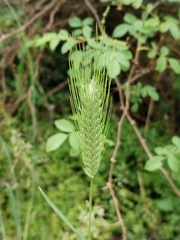 (c) Dino Babić, some rights reserved (CC BY) Dasypyrum villosum, photograph (c) Dino Babić, some rights reserved (CC BY)