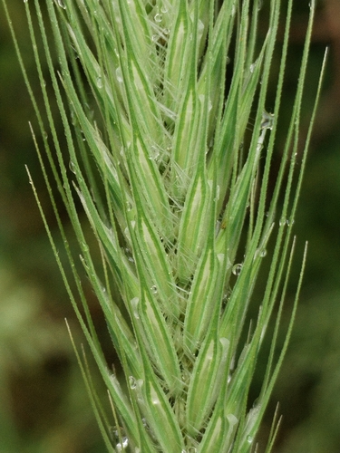 Dasypyrum villosum, photograph 3