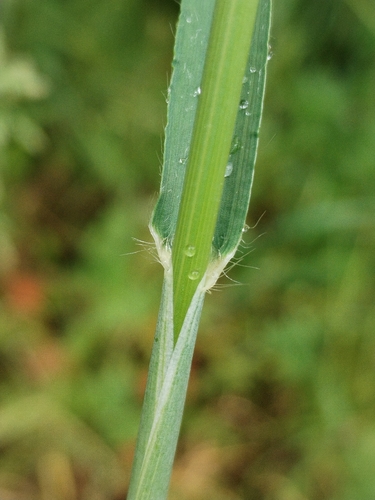 Dasypyrum villosum, photograph 4