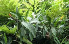 Costus weberbaueri