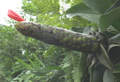 Costus weberbaueri