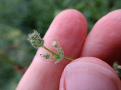 Galium texense