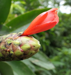 Costus weberbaueri