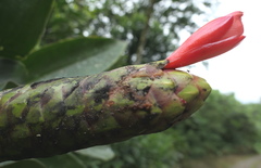 Costus weberbaueri