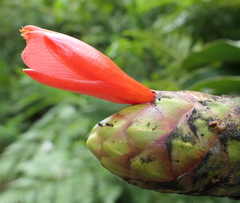 Costus weberbaueri