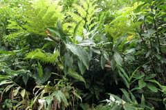 Costus weberbaueri