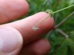 Galium texense