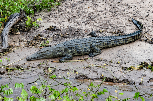 Nile Crocodile
