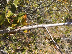 Quercus emoryi