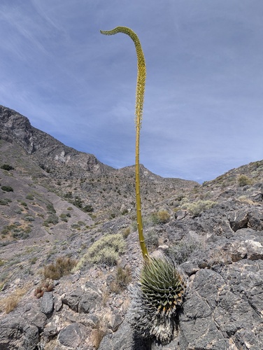 Agave eborispina Hester