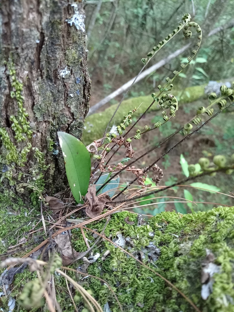 Epidendrum cavendishianum Bateman, 1837 4