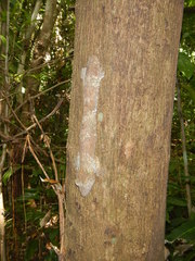 Uroplatus henkeli