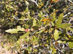 Quercus emoryi