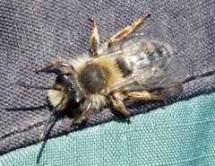 Andrena vaga