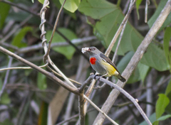 Halmahera Flowerpecker photo 3