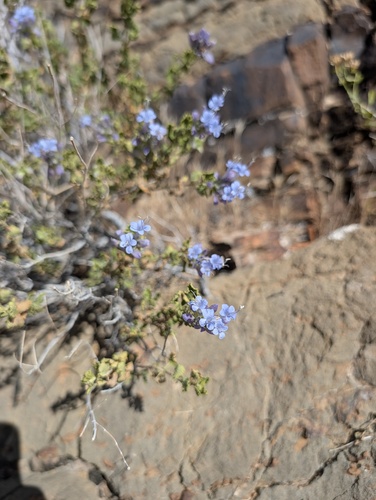 Salvia mohavensis, photograph 6