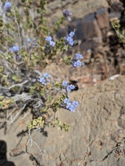 Salvia mohavensis, photograph (c) Trevor Van Loon, some rights reserved (CC BY)