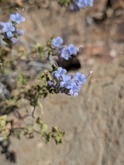 (c) Trevor Van Loon, some rights reserved (CC BY) Salvia mohavensis, photograph (c) Trevor Van Loon, some rights reserved (CC BY)