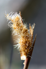 Ceratocaryum decipiens