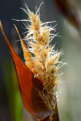 Ceratocaryum decipiens