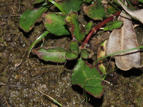 Hygrophila pogonocalyx
