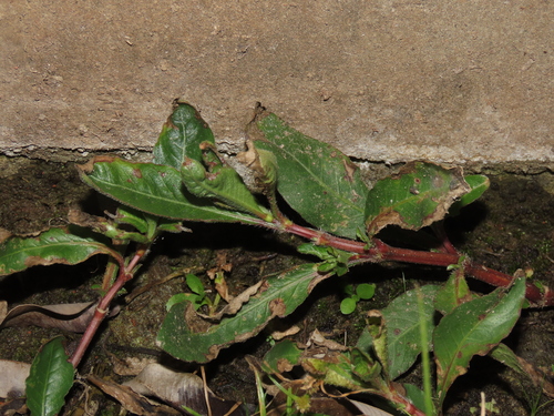 Hygrophila pogonocalyx