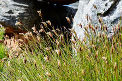 Ceratocaryum decipiens