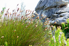 Ceratocaryum decipiens