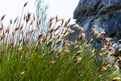 Ceratocaryum decipiens