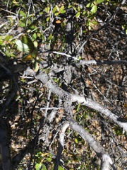 Quercus emoryi