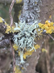 Ramalina fastigiata