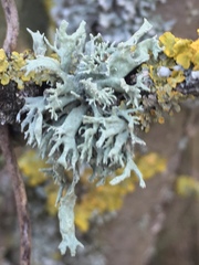 Ramalina fastigiata