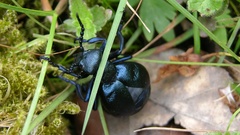 Meloe violaceus