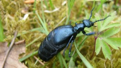 Meloe violaceus