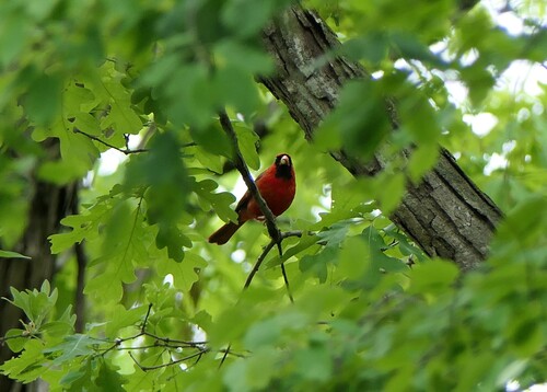 Northern Cardinal photographed in West Virginia