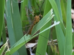 Nephrotoma suturalis