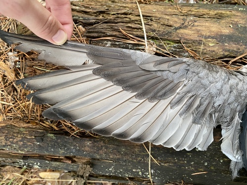 Plume de Fuligule milouin