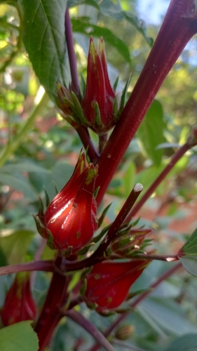 Sorrel