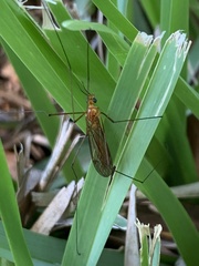 Nephrotoma suturalis