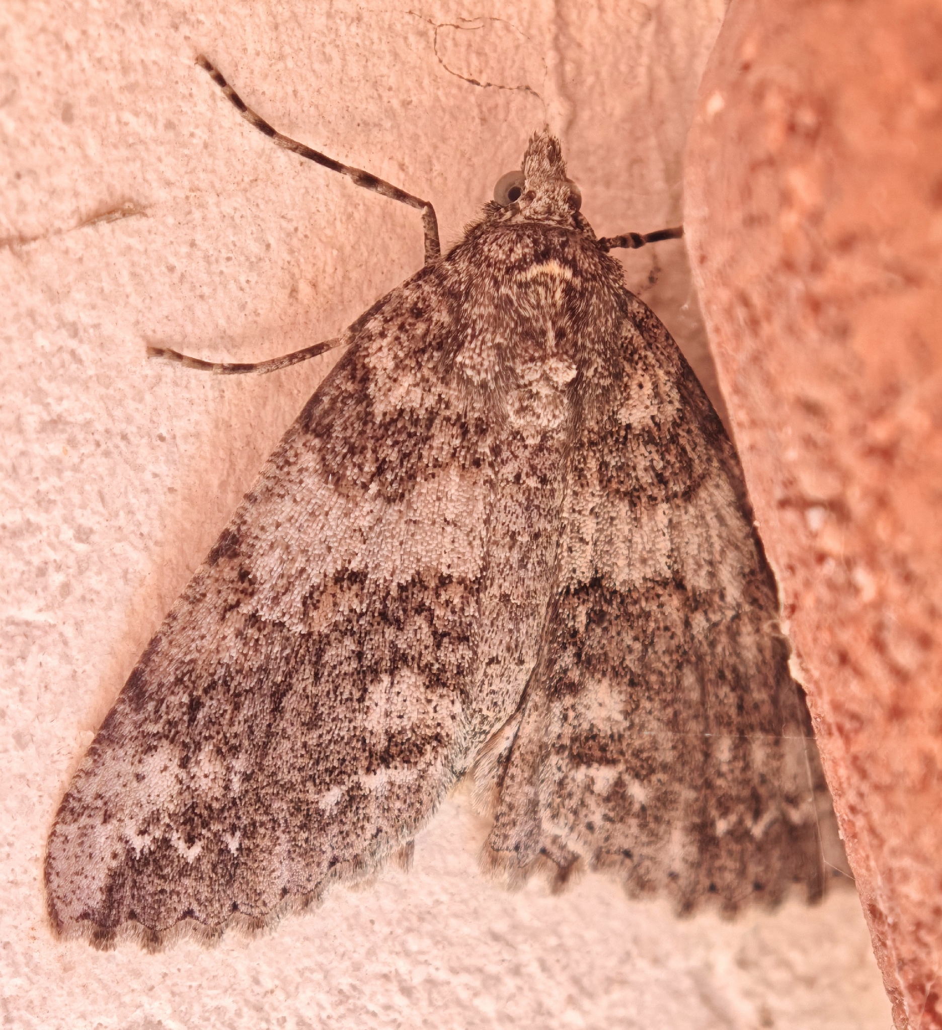 Ascotis fortunata