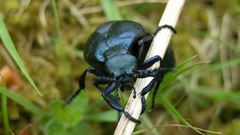 Meloe violaceus