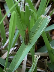 Nephrotoma suturalis