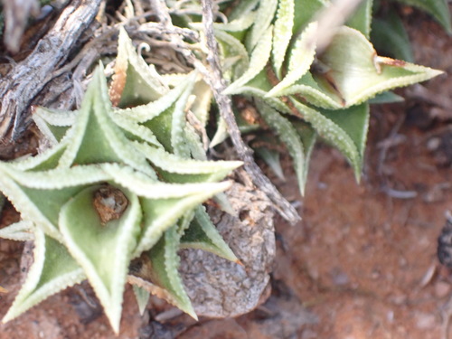 Astroloba corrugata