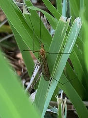 Nephrotoma suturalis