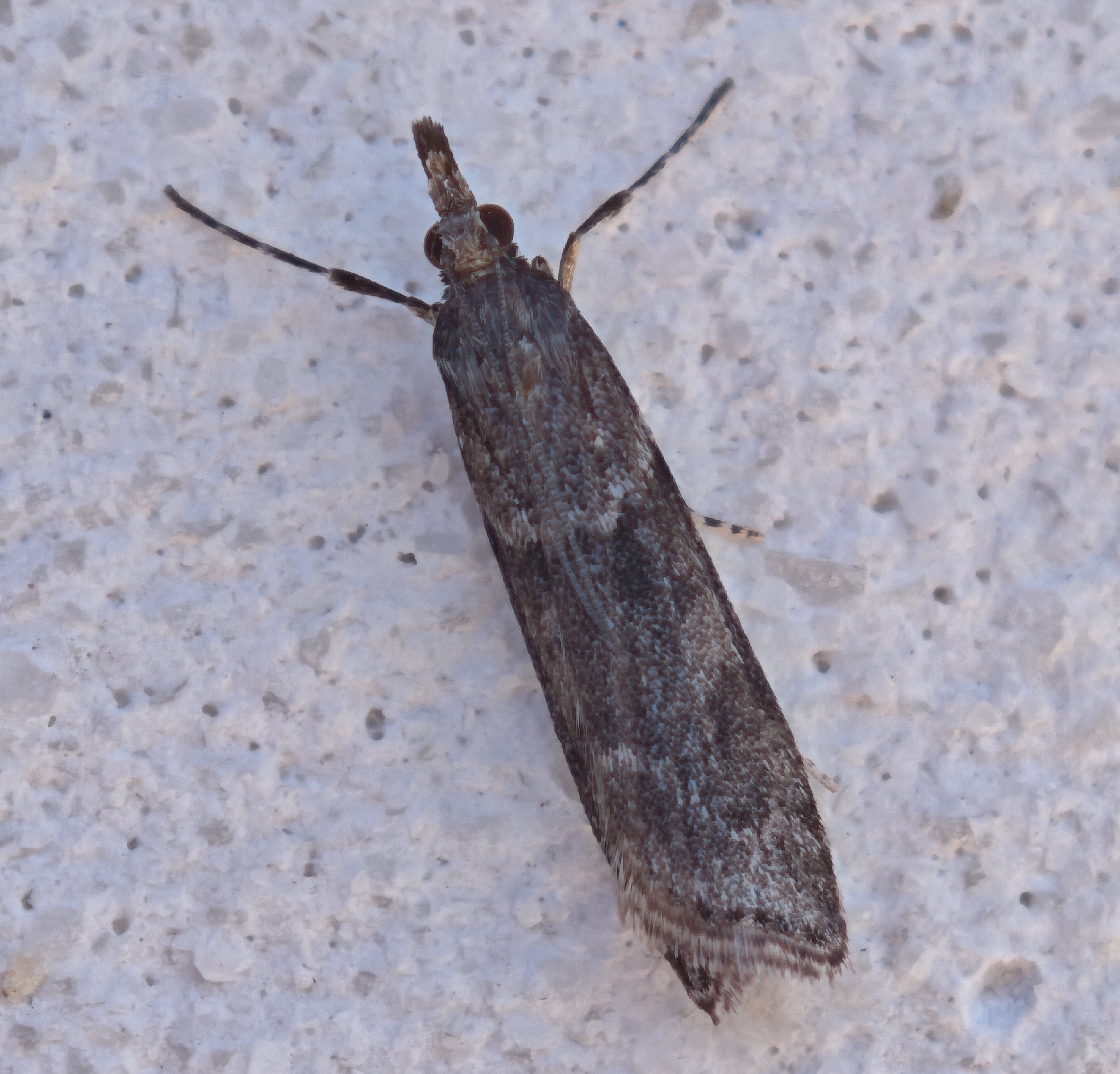 Eudonia angustea