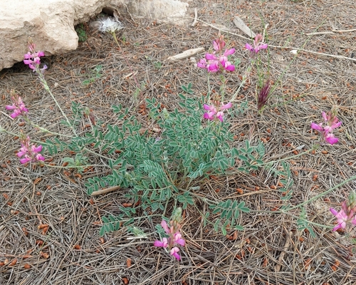 Hedysarum boveanum europaeum