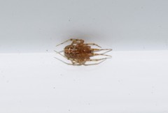 Theridion adrianopoli