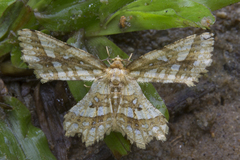 Fritillerinnys clathraria