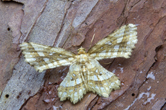 Fritillerinnys clathraria