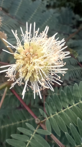 White leadtree